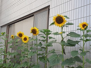 ひまわり | 新着情報 | 社会福祉法人 公友会